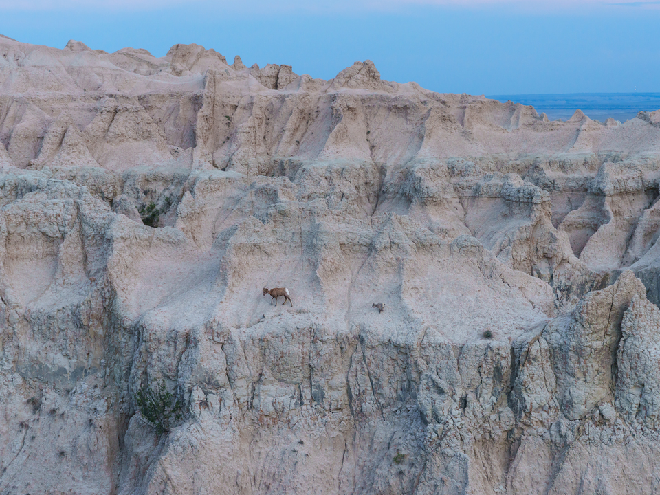 Bighorn Lamb Running After Mom Badlands