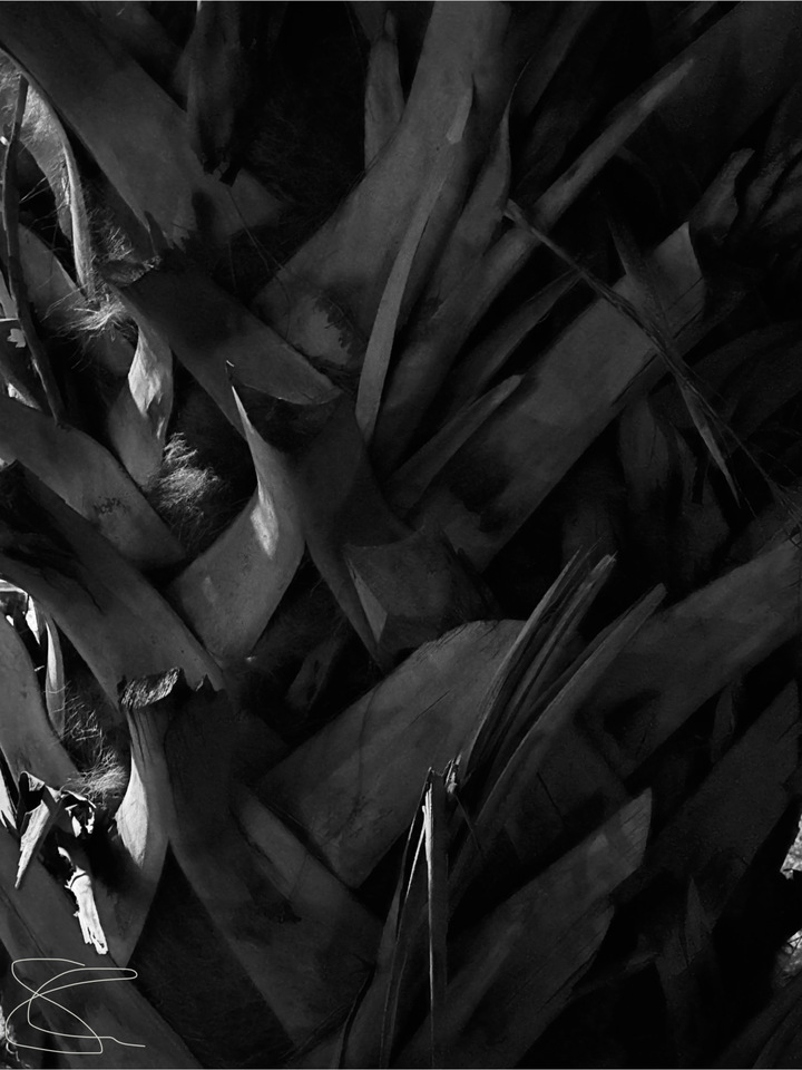 Sans Souci Palm 