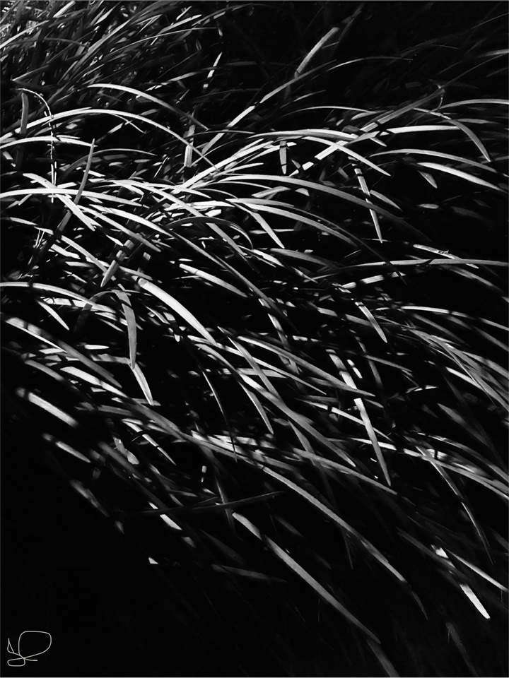 Through The Grass At Night