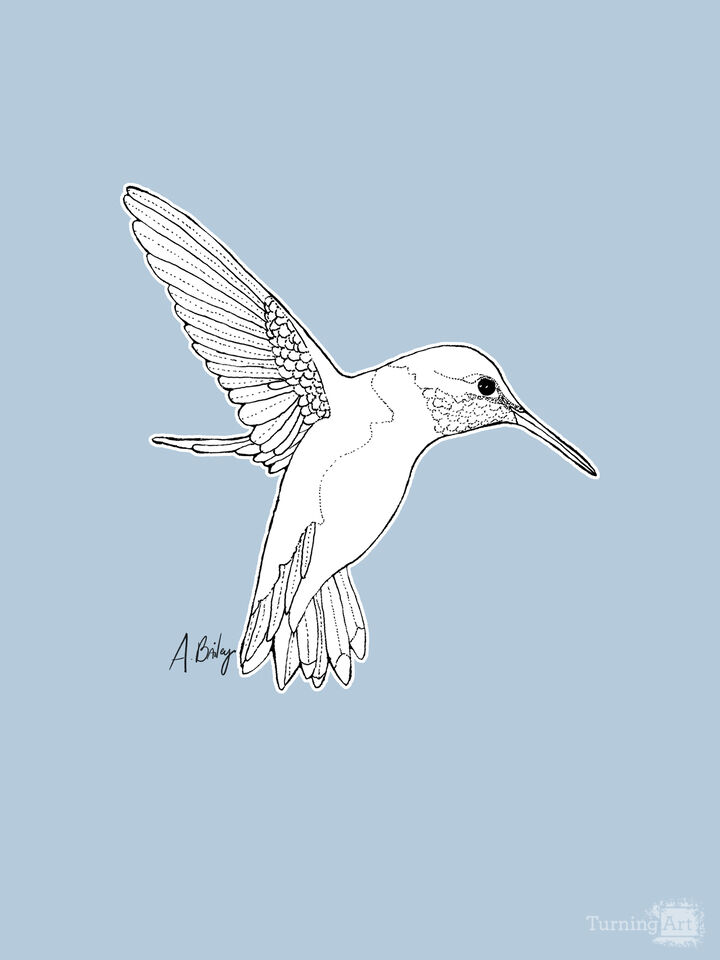 Anna's Hummingbird