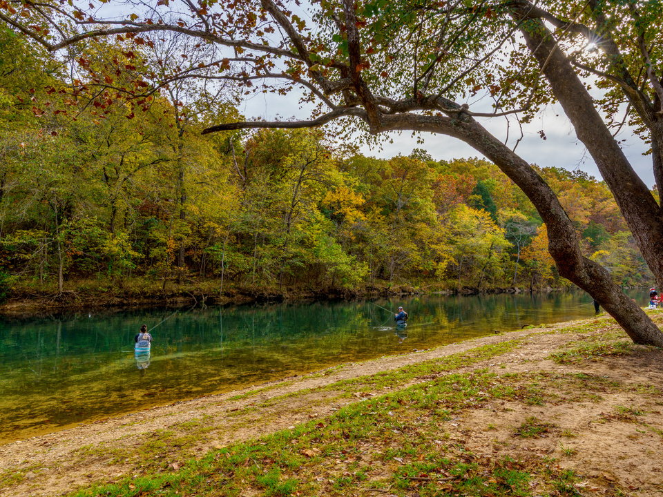 Bennett Spring Fishing By The Large Tree