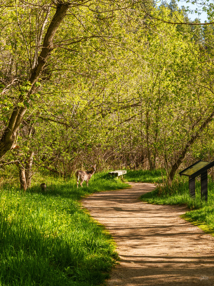 Deer By Spearfish Falls Trail