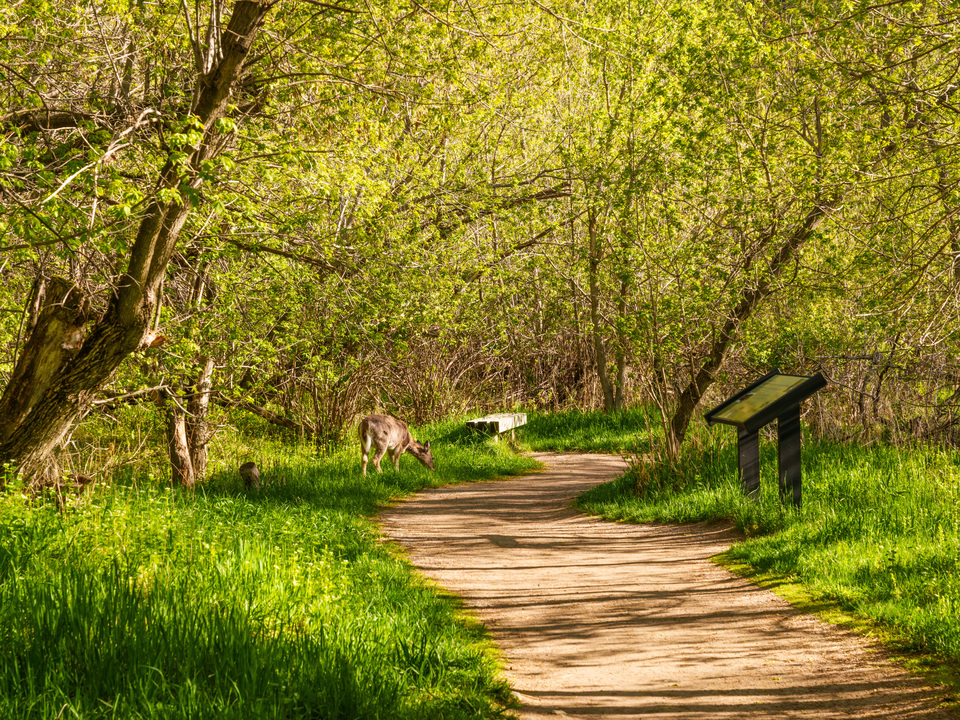Deer Beside Spearfish Falls Trail