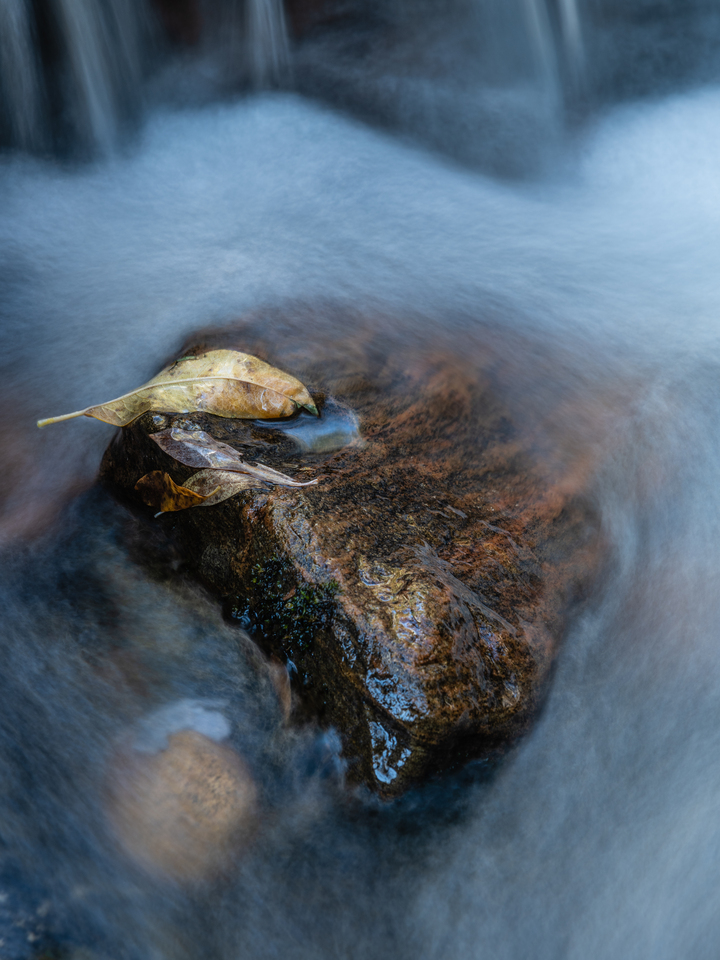 Fallen Leaves Resting Amid Silky Water
