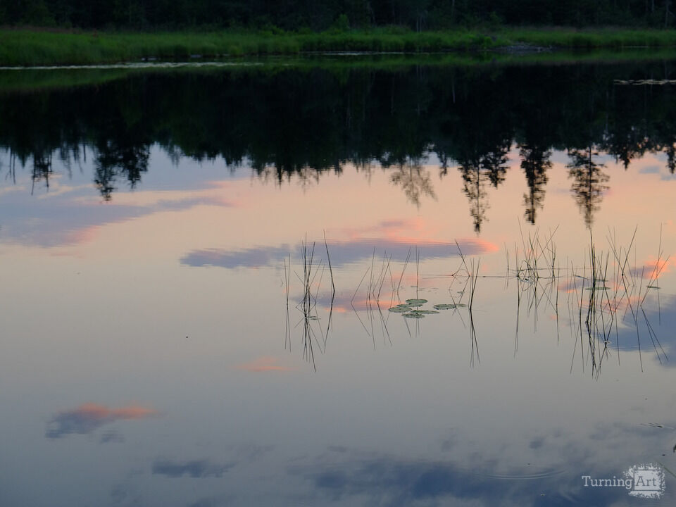 Lillypads and Grass on a calm Pond