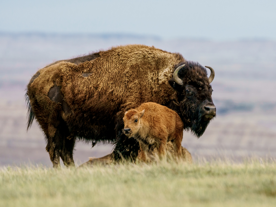 Protective Bison Mom With Calf