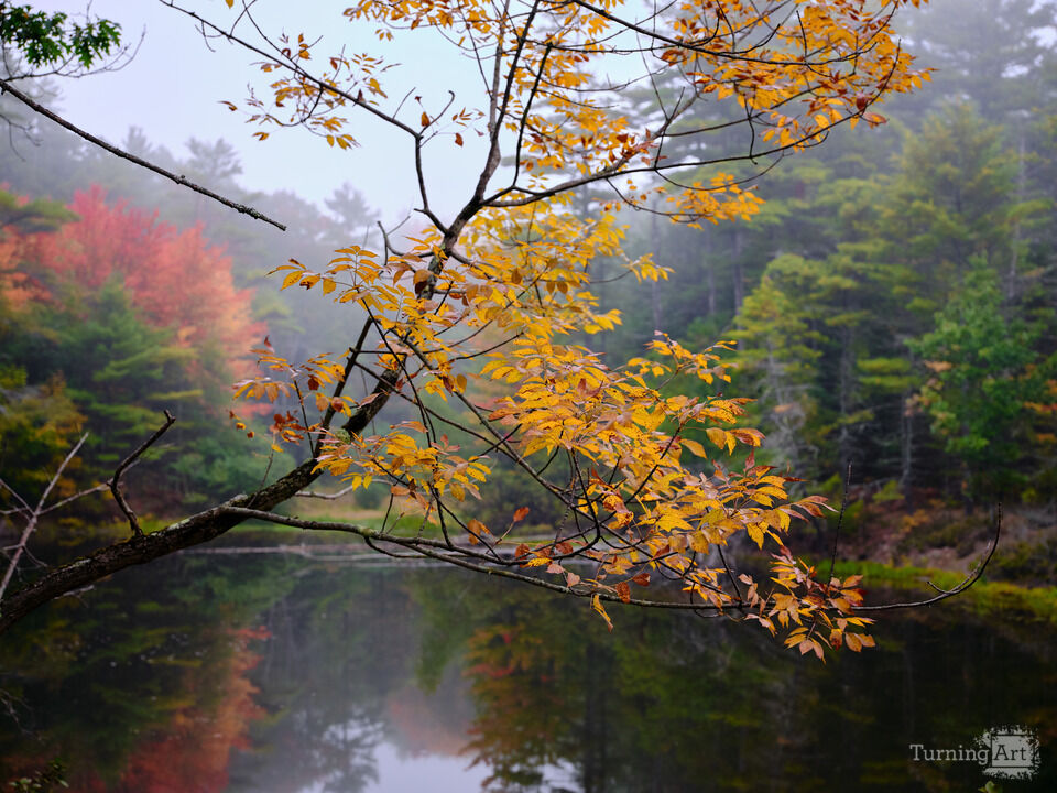 Autumn Trees and Calm Pond, Maine