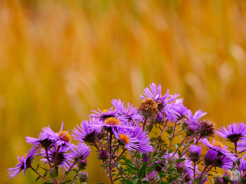 Purple Flowers, Wiscassett Maine