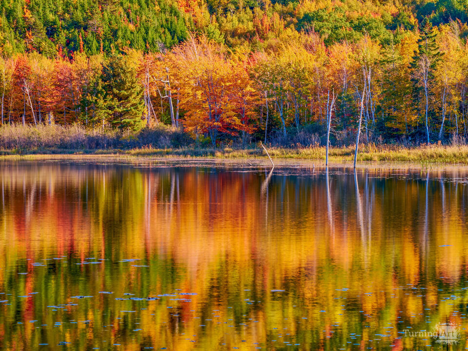 Acadia Beaver Pond in Autumn Colors