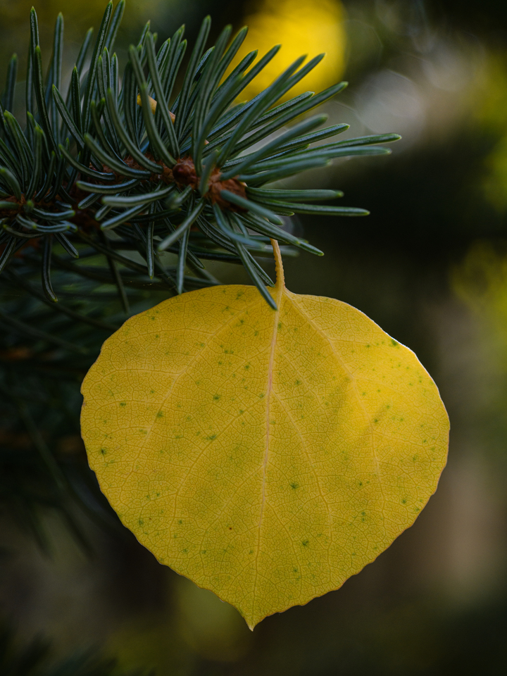 Golden Aspen Leaf Dangling Like an Ornament