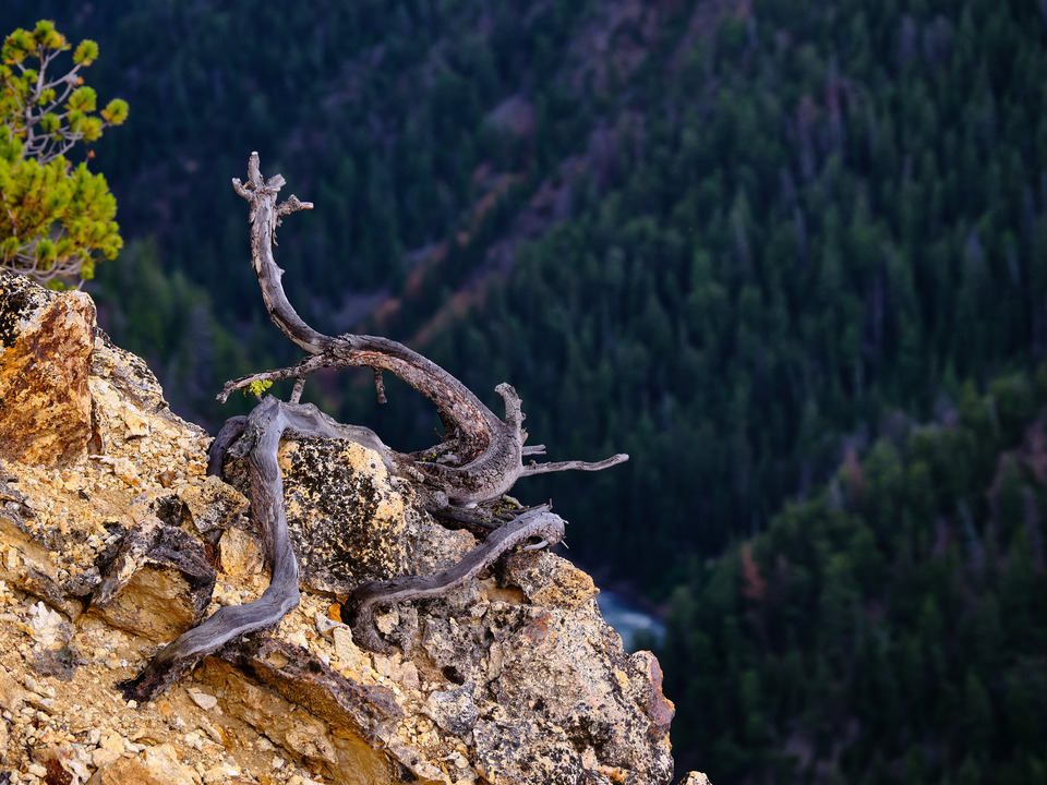 Twisted Tree Trunk on the Edge