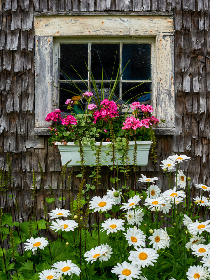Flowers on a Grey Clapboard Farm in Maine I