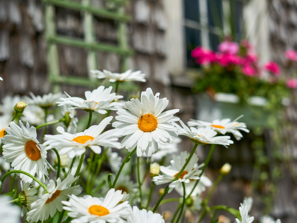 Daisies against a Weathered Clapboard Barn