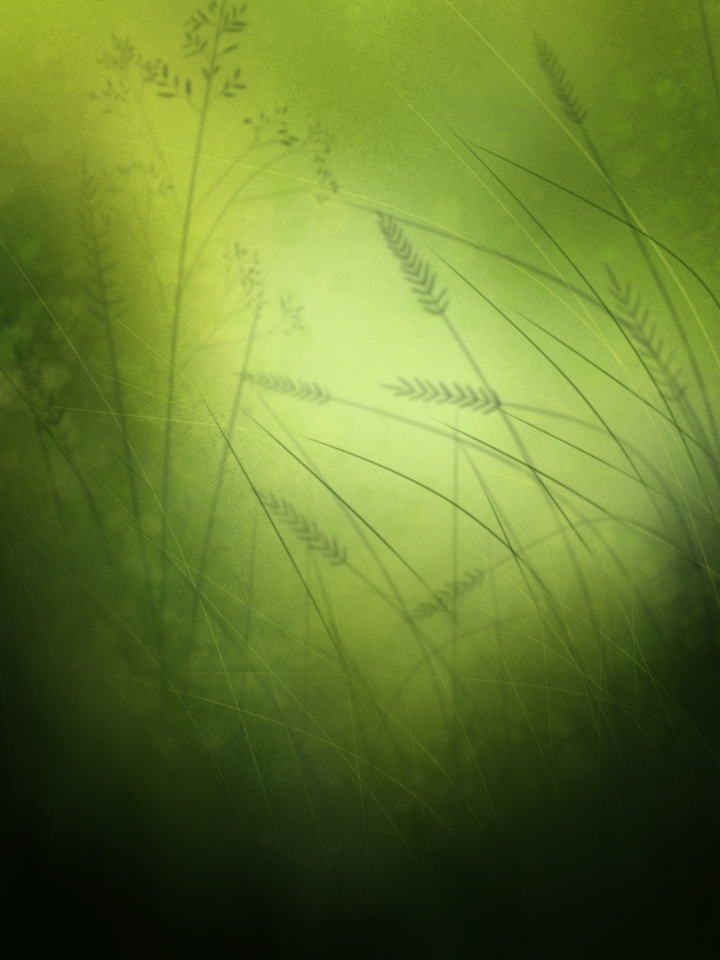Into The Forest