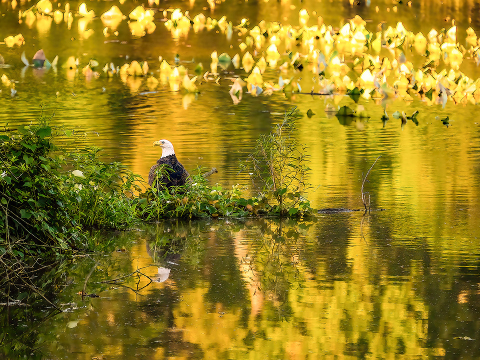 Little Hunting Creek #6