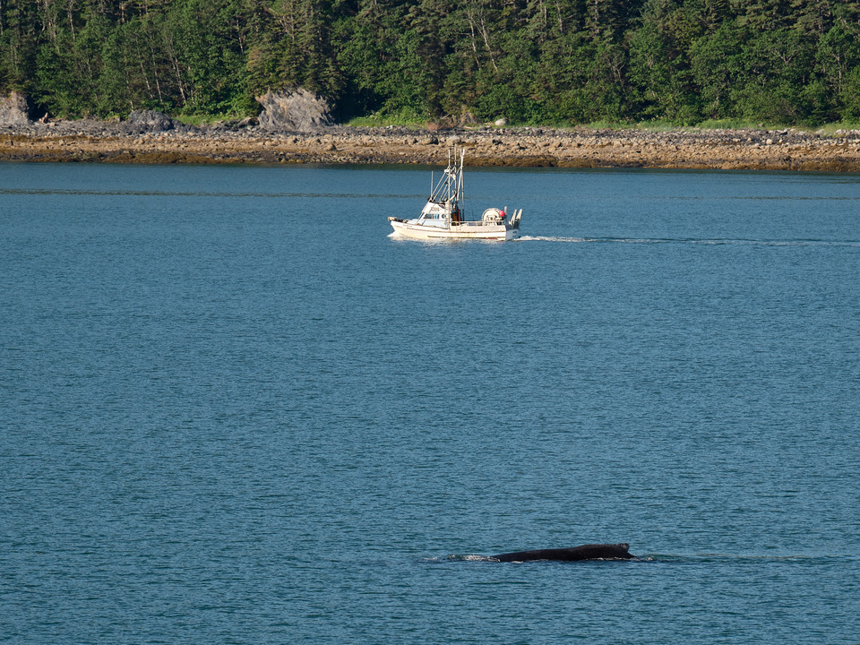 Alaska Humpback Whale Trailing a Fishing Boat