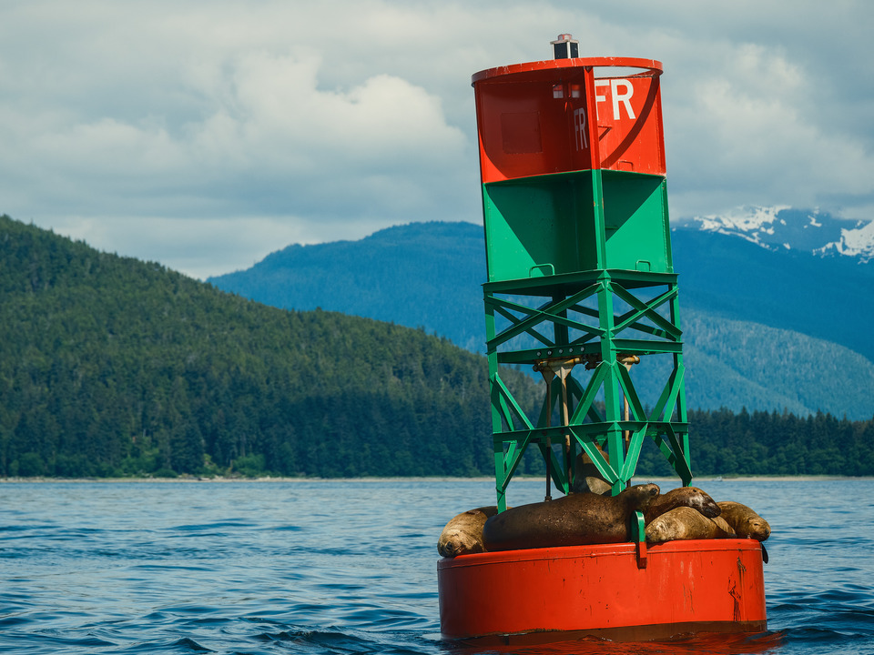 Harbor Seals Asleep atop a Buoy