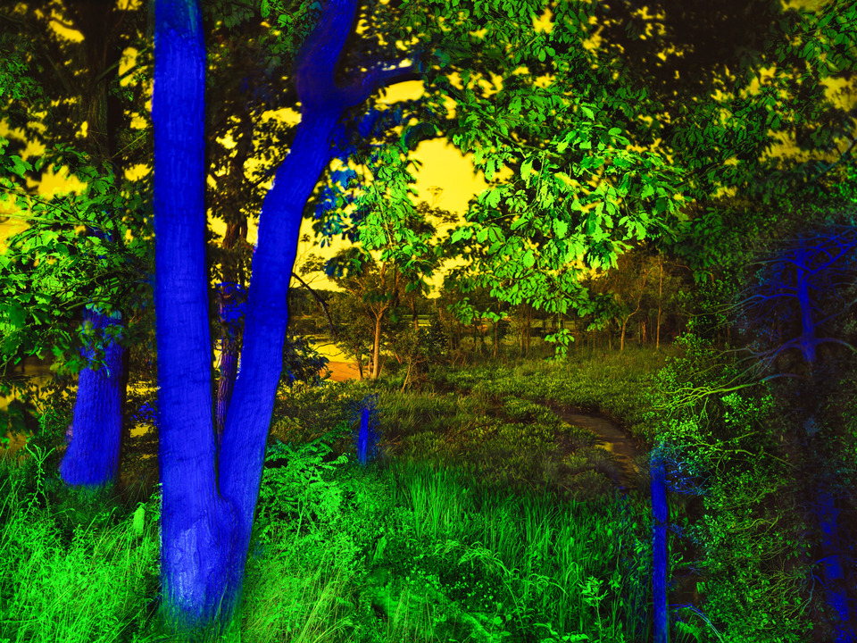 Into The Woods Nocturne #1