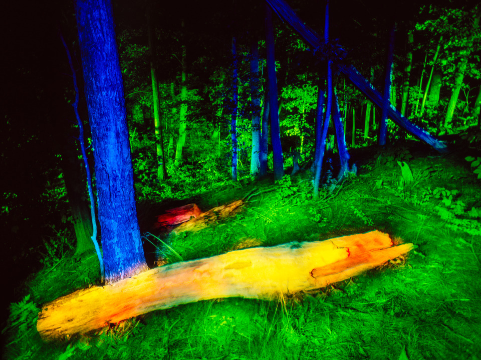 Into The Woods #10