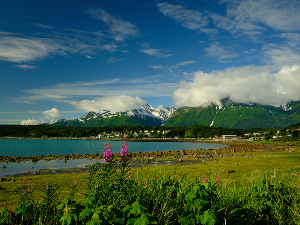 Fireweed and Chilkoot Harbor, Haines AK