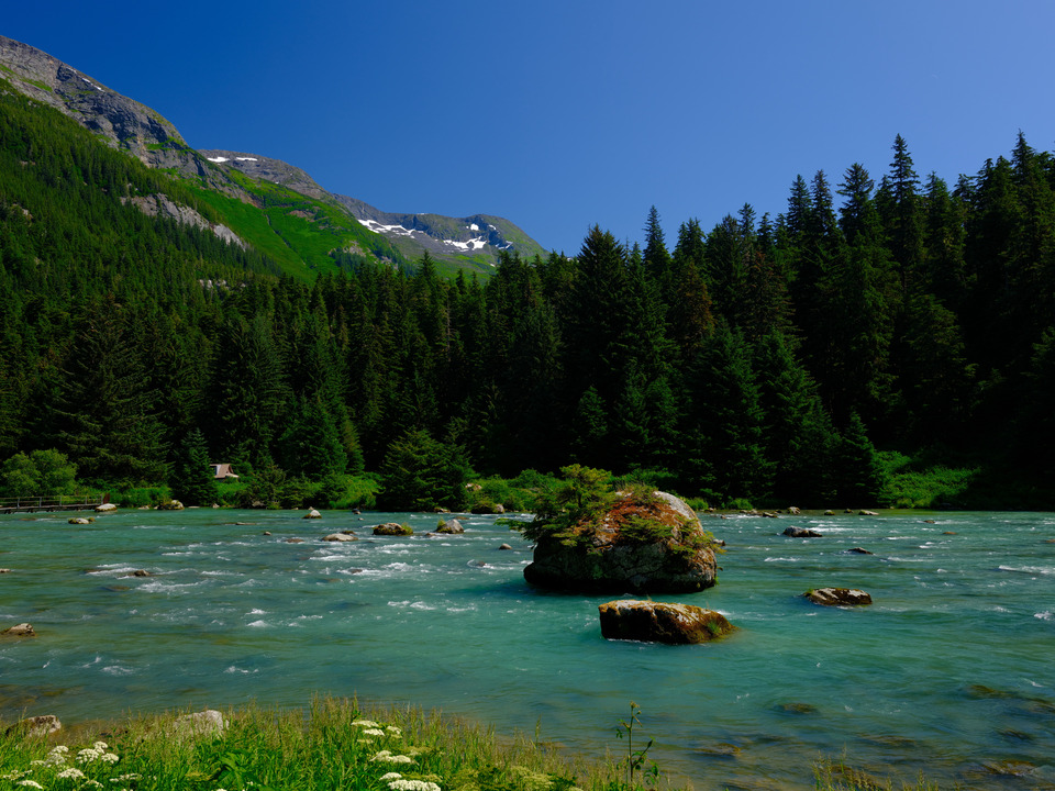 Summer Chilkoot River Running with Salmon