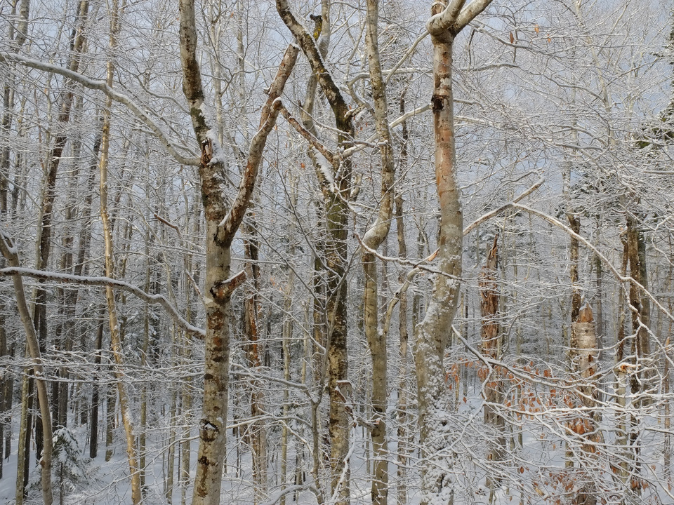 Snow Covered Birch Trees in the Forest