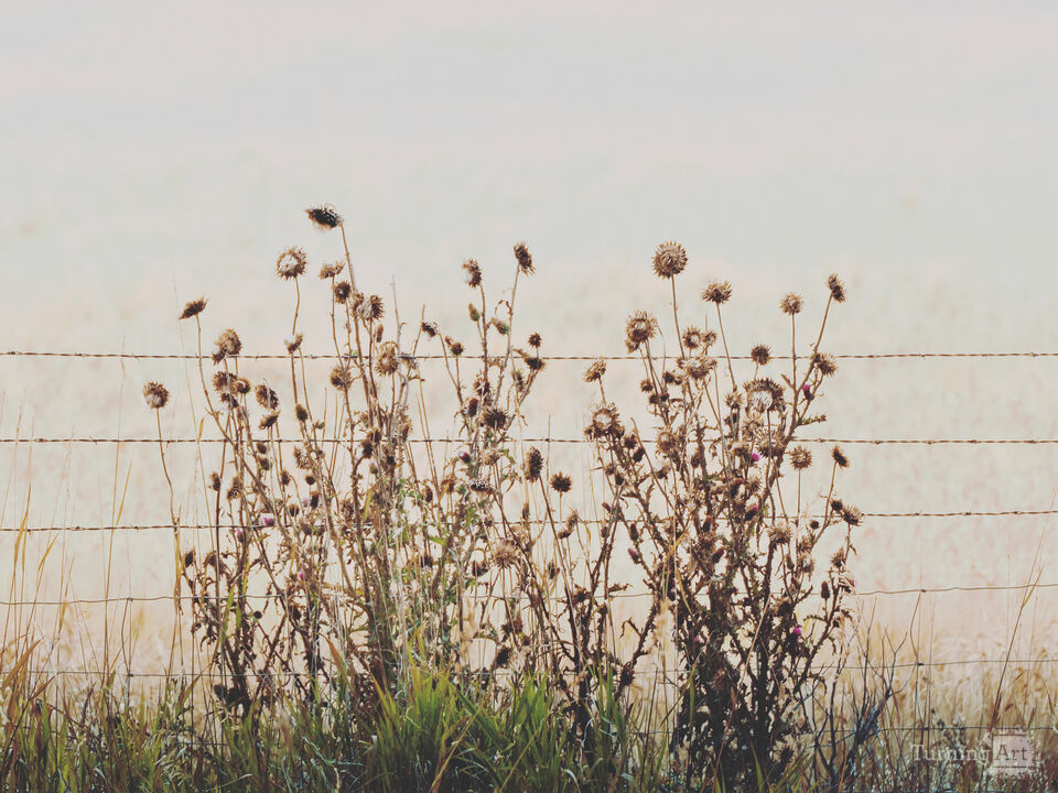 Barbed Wire Thistles