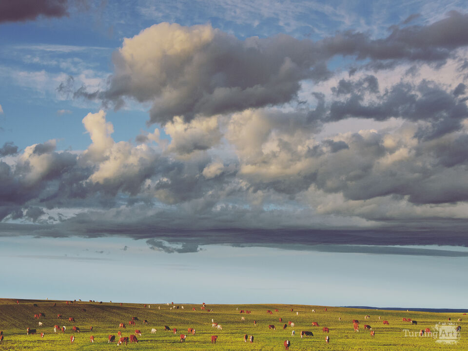 Big Sky Pasture