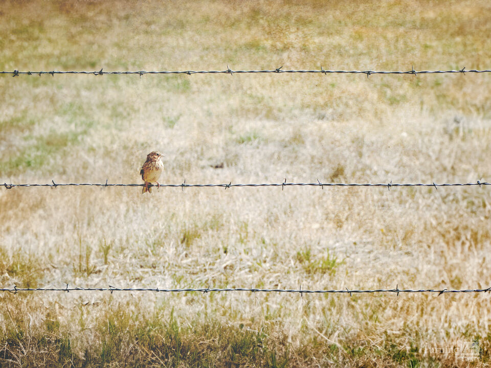 Bird and Barbed Wire