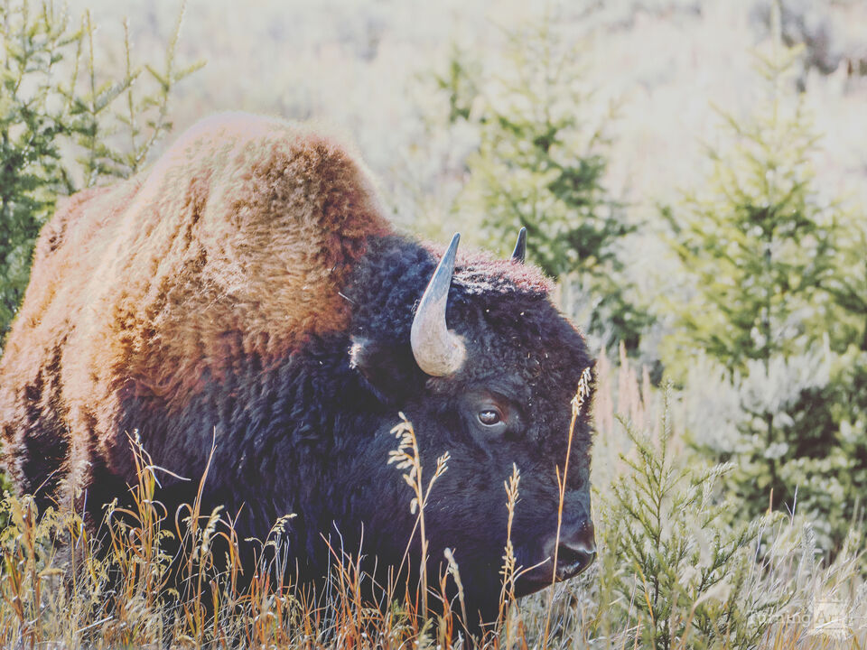 Yellowstone Grasses