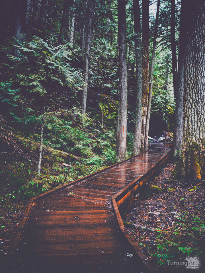 Woodland Wandering