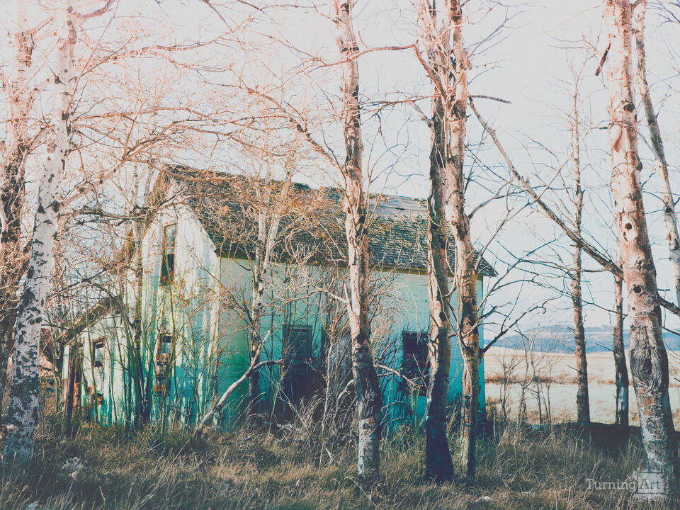 Within the Trees