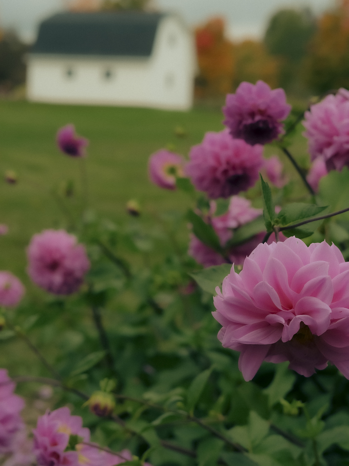 autumn dahlia and barn