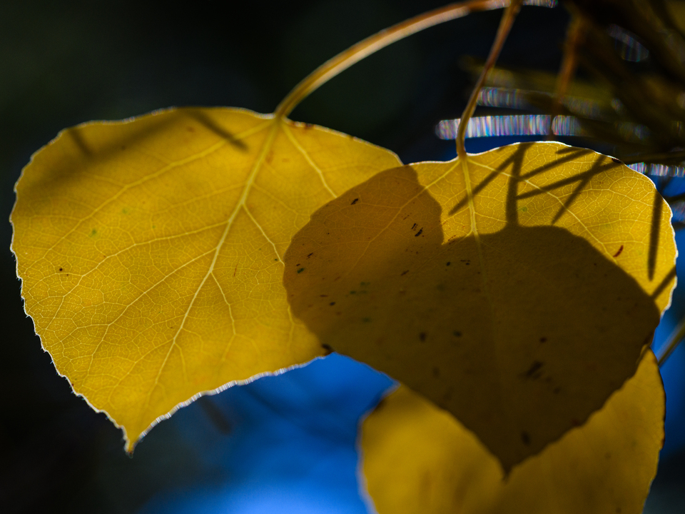 Backlit Aspen Leaves