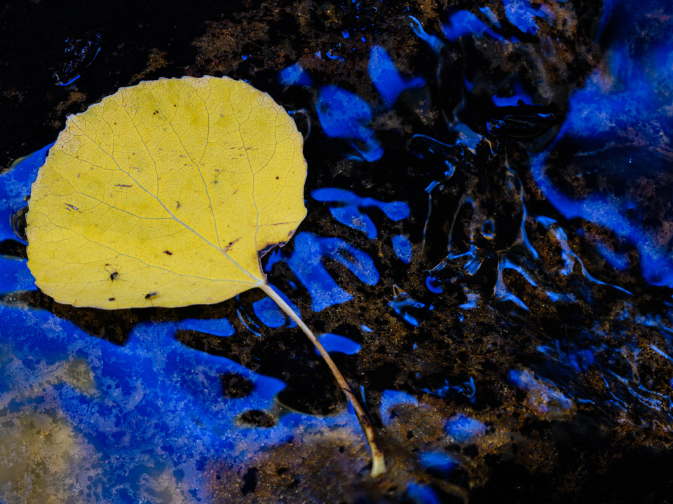 Aspen Leaf Floating on Dark Water
