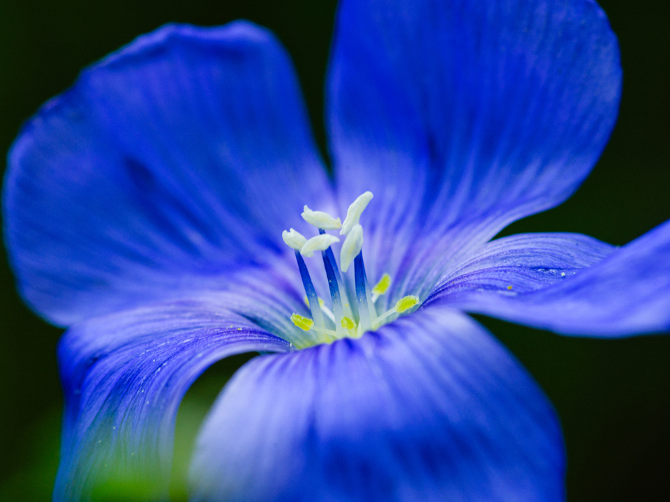 Blue Flax Flower Macro with Cream Anthers