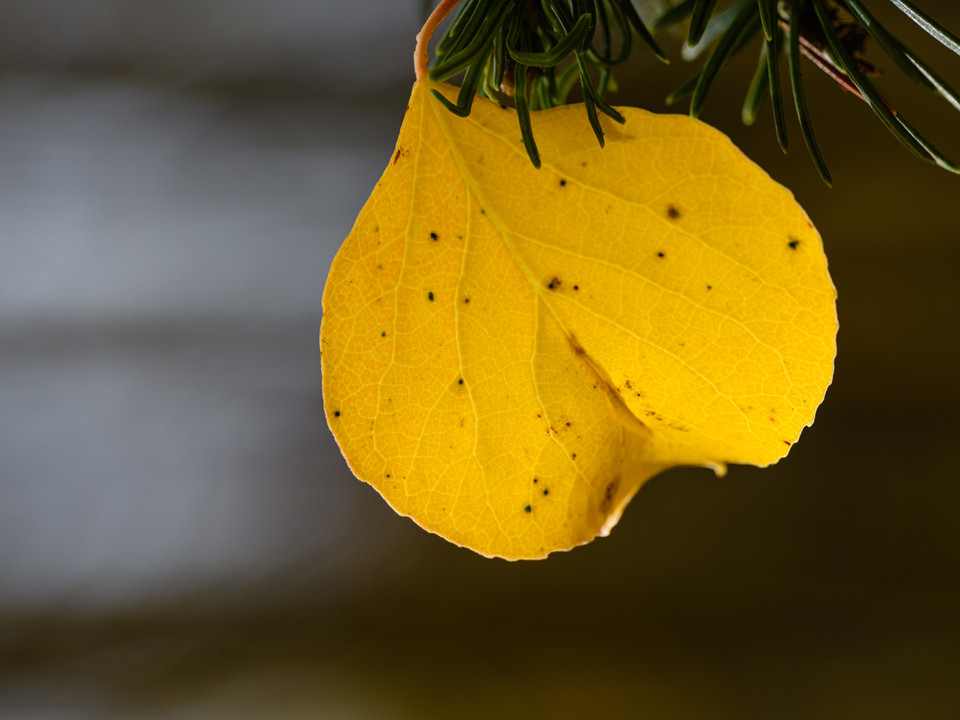 Aspen Leaf Caught in Pine Branch