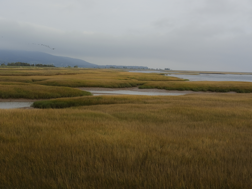 autumn in the salt marsh