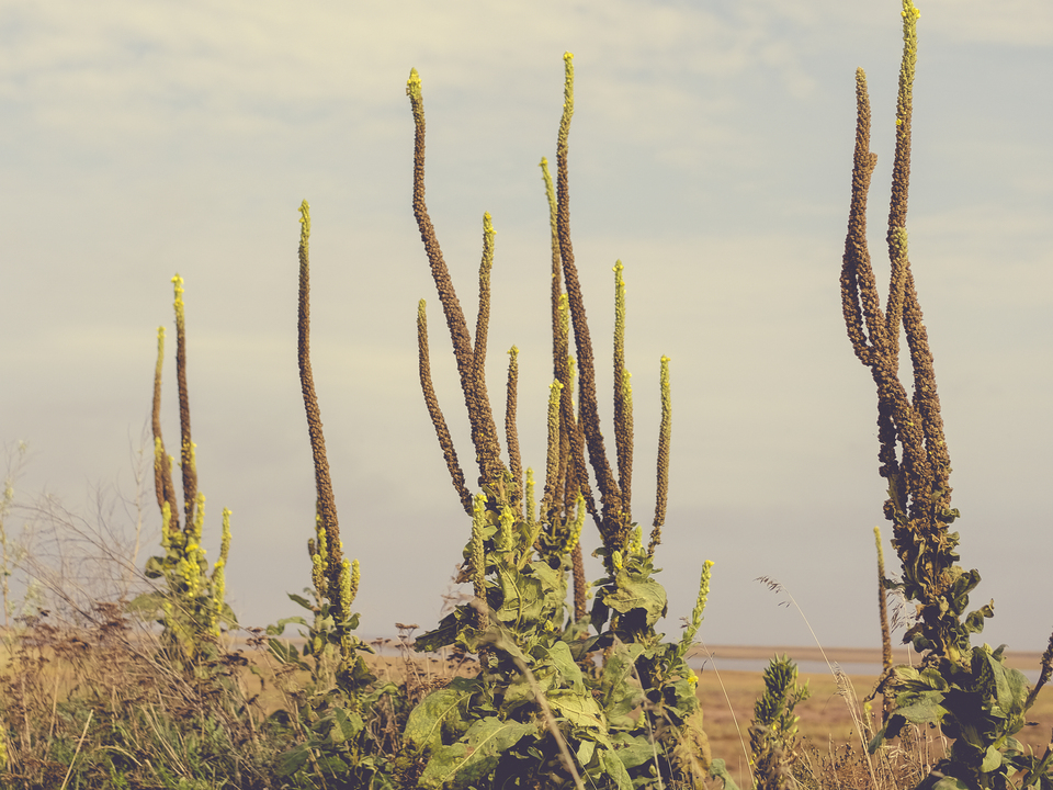 mullein