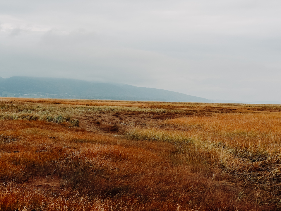 salt marsh study no. 19