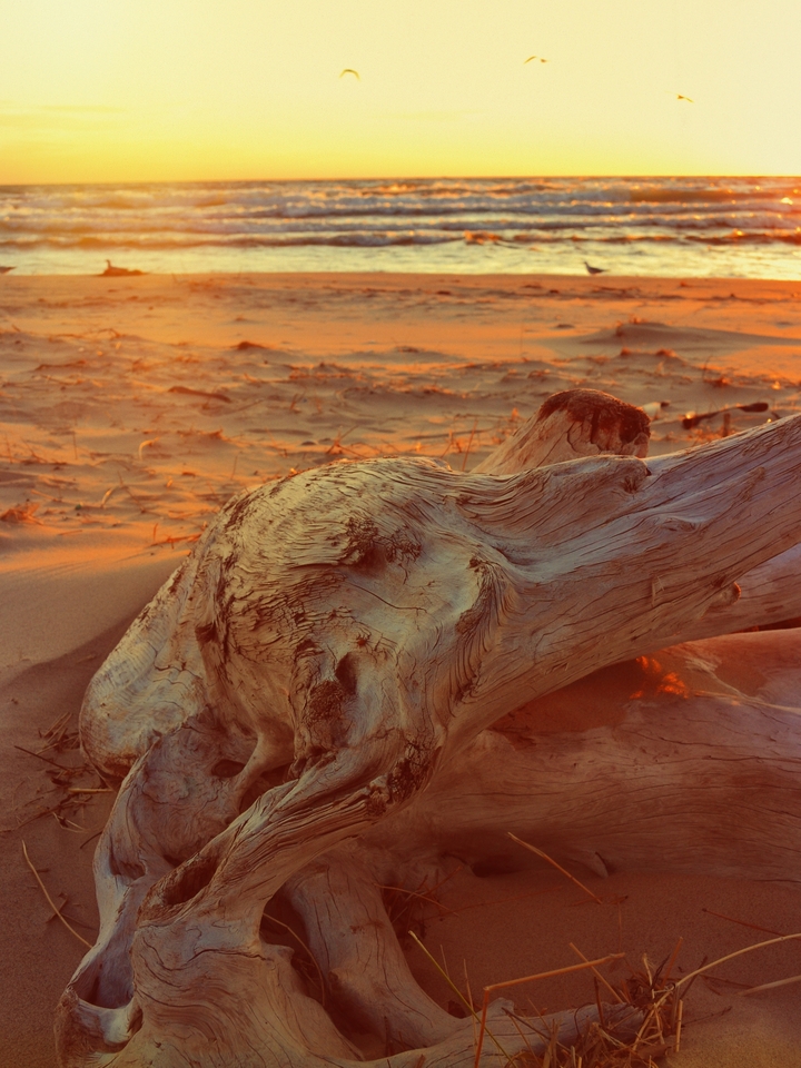 Driftwood at Sunset