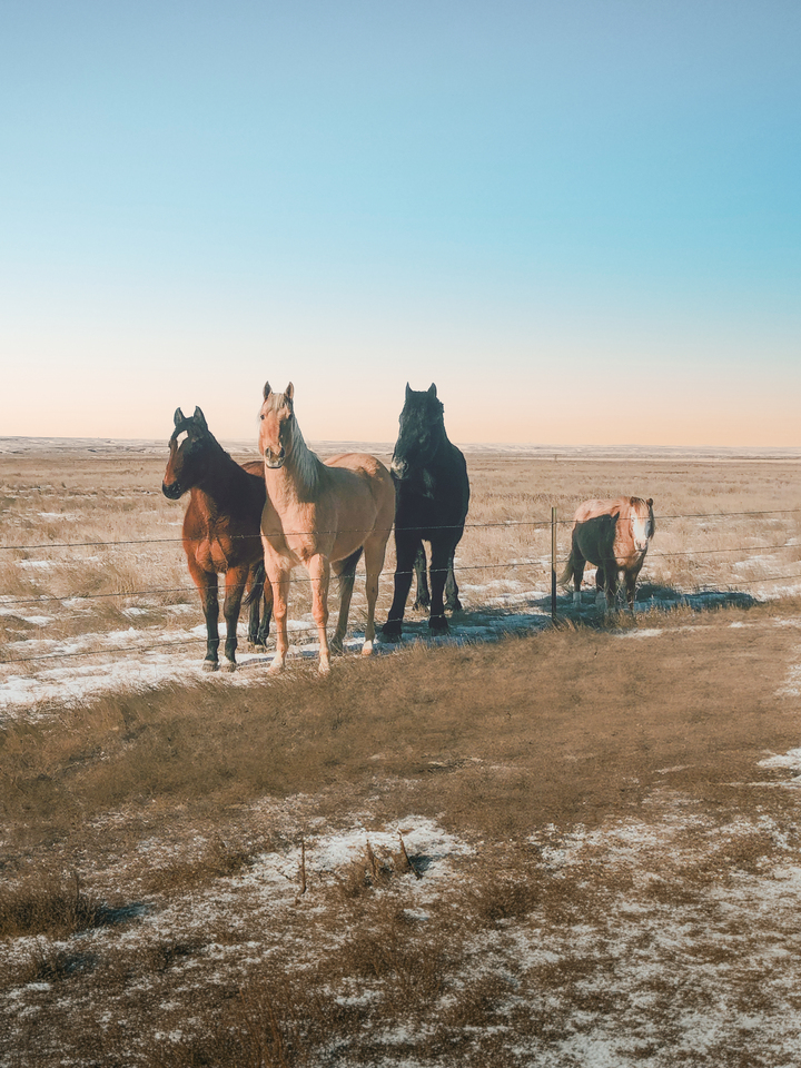 Winter Horses