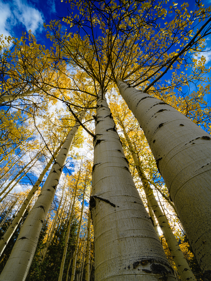 Towering Aspen Trunks in Fall