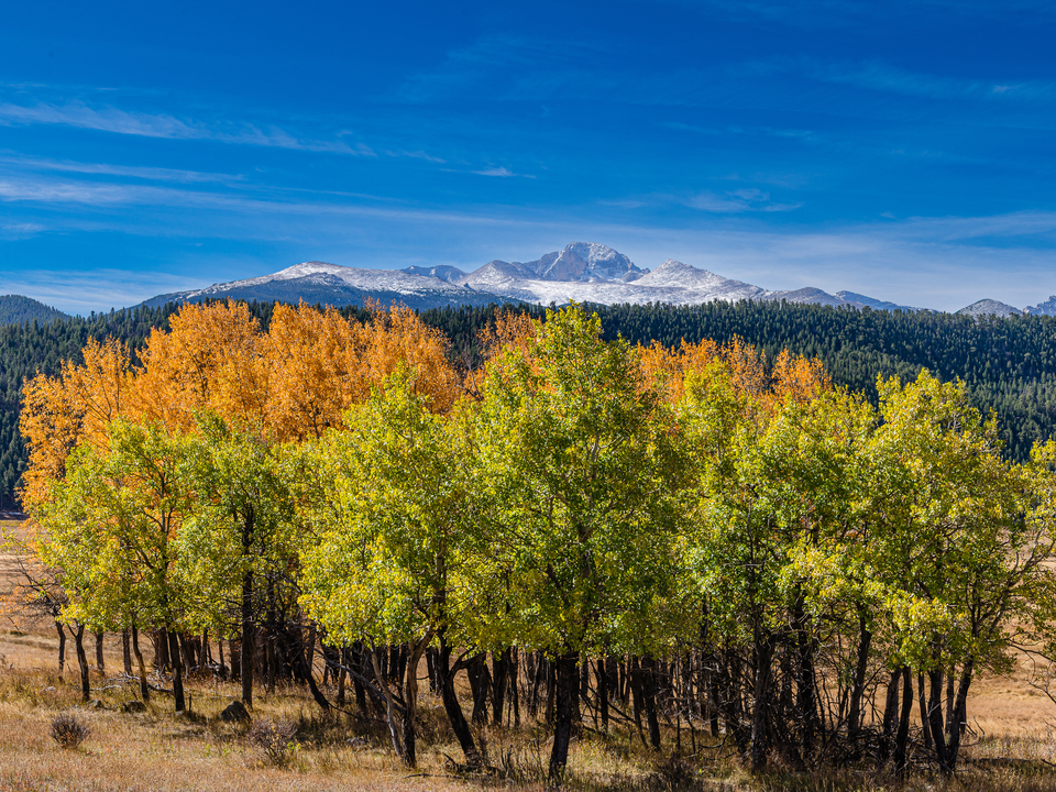 Aspen Grove Below Longs Peak, RMNP