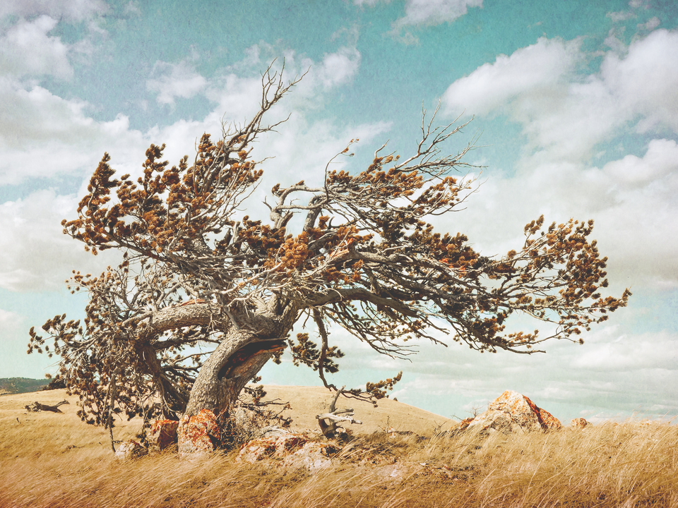 Wind Sculpture