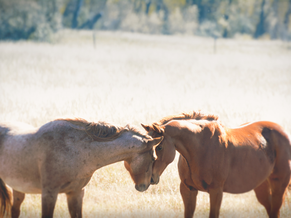 Wild Love