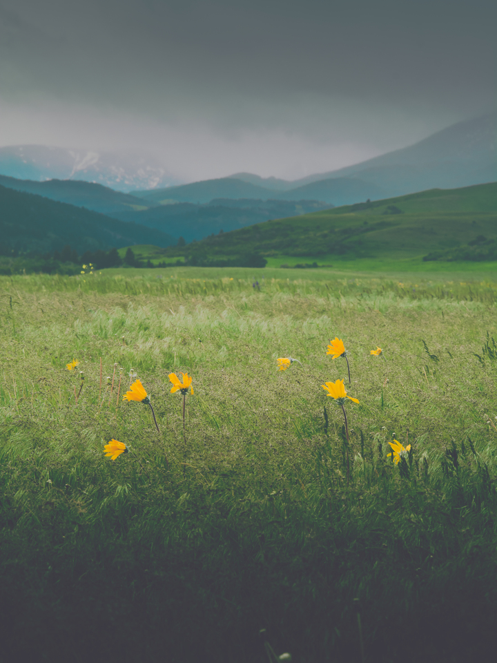 Wild Flowers Grow in Wild Places