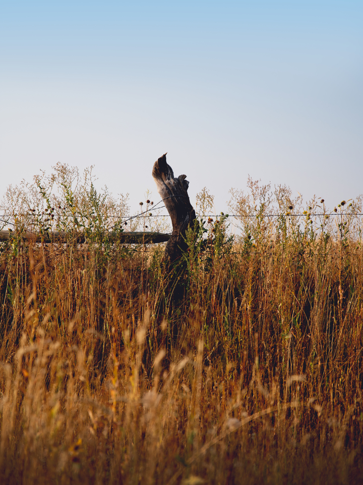 Wild Fences