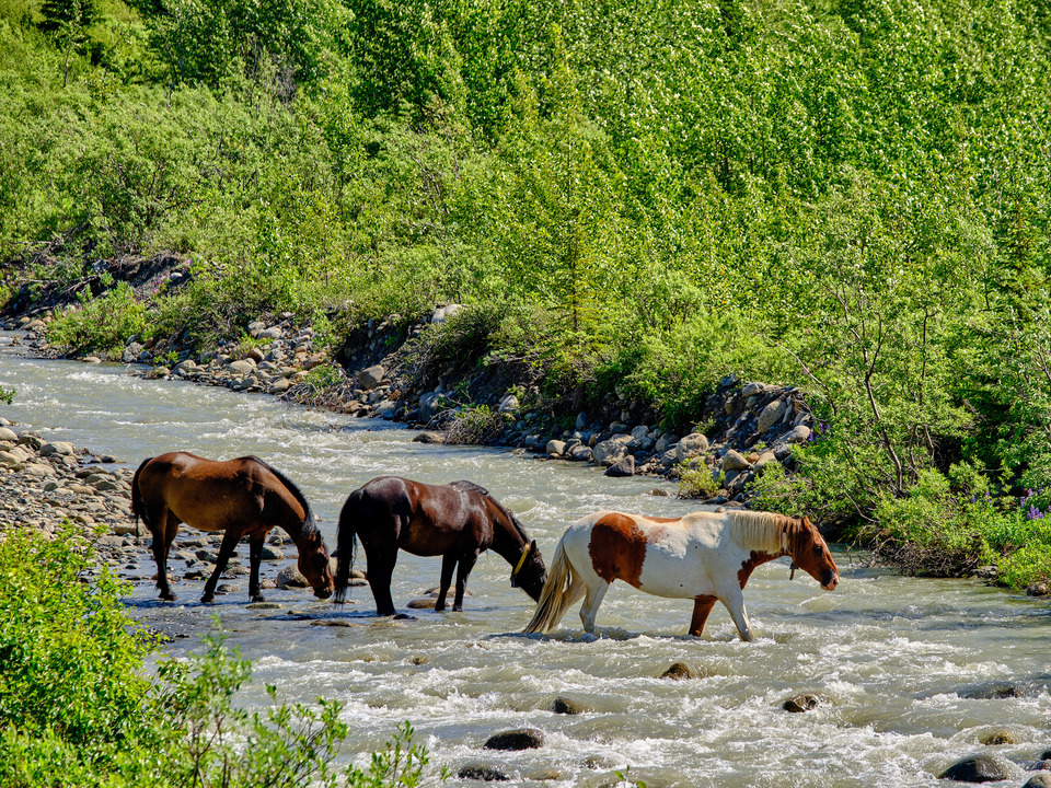 Wild Horses Crossing Tina Creek, British Columbia