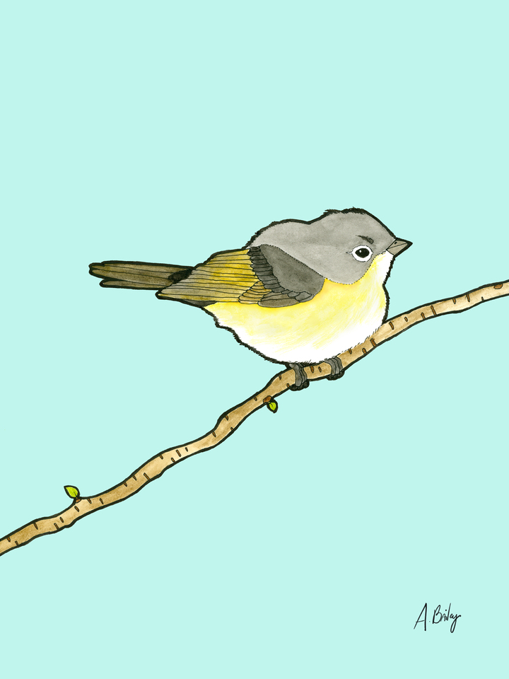 American Redstart